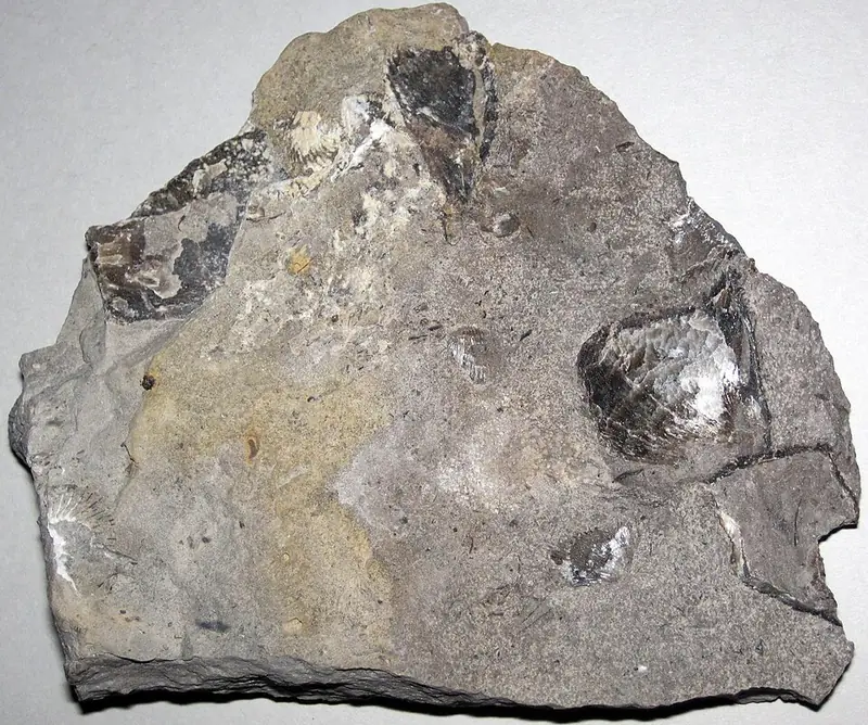 Photo: James St. John, CC BY 2.0 Brachiopods in limestone, Gravel Point Formation, near Charlevoix