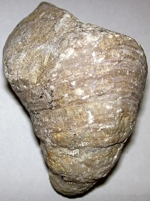 Photo: James St. John, CC BY 2.0 Solitary rugose (horn) coral (locality not given)
