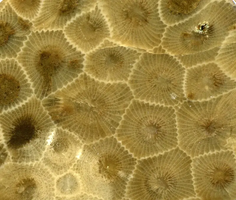 Polished Petoskey stone (Hexagonaria), Michigan