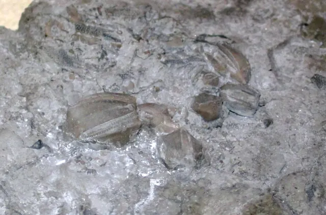 Photo: James St. John, CC BY 2.0 Nucleocrinus elegans blastoids, Silica Formation, near Paulding, Ohio (not a Michigan specimen)
