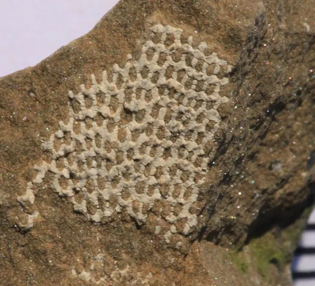 Photo: Dwergenpaartje, CC BY-SA 3.0 Fossil bryozoan (Fenestellidae), Belgium (not a Michigan specimen)