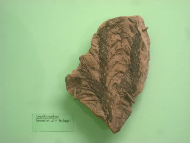 Photo: Daderot, Public domain Lepidodendron bark fossil, University of Michigan Museum of Natural History, Ann Arbor (where it was found is not stated, so it may not be a Michigan specimen)