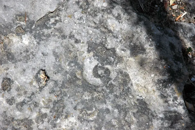 Photo: James St. John, CC BY 2.0 Fossil gastropod in Columbus Limestone, Kelleys Island, Ohio (not a Michigan specimen)
