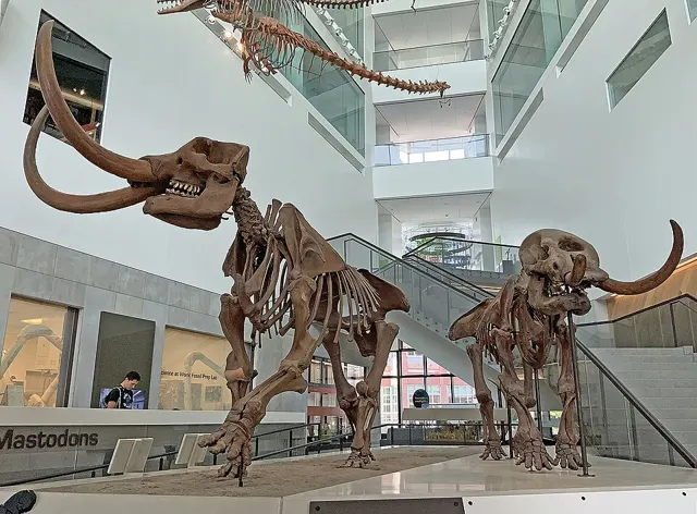 Photo: WolfmanSF, CC BY-SA 4.0 Mastodon skeletons on display, University of Michigan Museum of Natural History (the male is a cast)