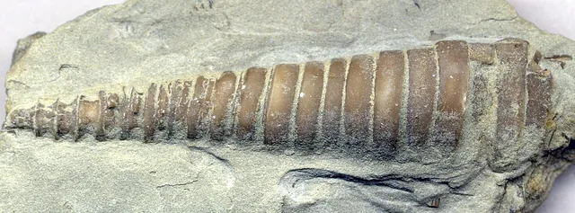 Photo: James St. John, CC BY 2.0 Straight-shelled fossil nautiloid (Treptoceras), Upper Ordovician, northern Kentucky (not a Michigan specimen)