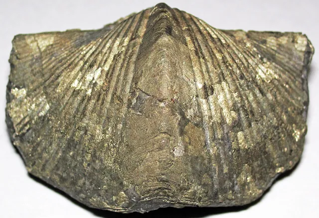 Photo: James St. John, CC BY 2.0 Pyritized brachiopod (Paraspirifer bownockeri), Silica Formation, Middle Devonian, northwestern Ohio (not a Michigan specimen)