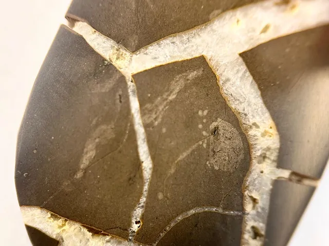 Photo: LadyOfManyTalents, CC0 Cut and polished septarian nodule slab. The location, near Holland, Michigan, comes from the uploader only