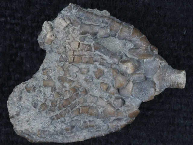Photo: Smithsonian National Museum of Natural History, CC0 Crinoid head (calyx), Pyrenocrinus buehlerorum, Alpena County, Michigan, Smithsonian National Museum of Natural History. It shows the head, not the stem pieces you usually find on beaches