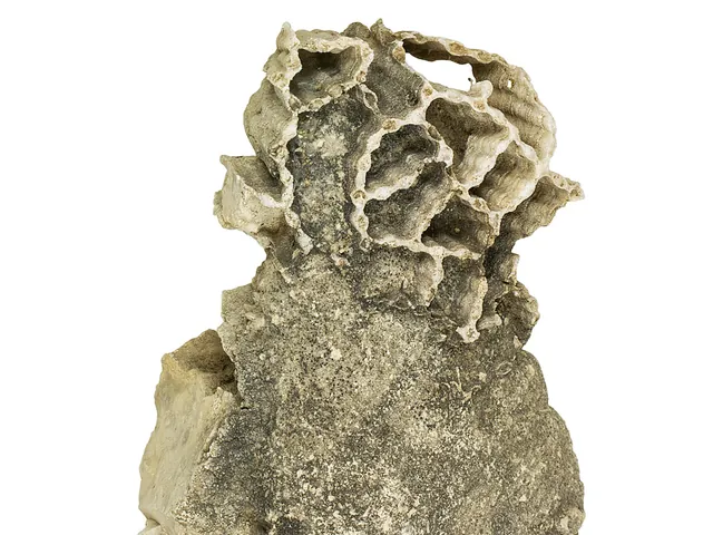 Photo: Smithsonian National Museum of Natural History, CC0 Halysites (chain coral), Mackinac County, Michigan, Smithsonian National Museum of Natural History