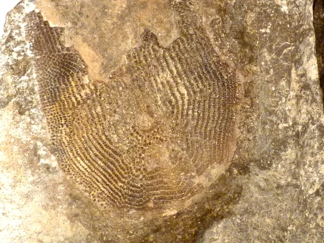 Photo: Smithsonian National Museum of Natural History, CC0 Holonema cf. farrowi armor plate, Presque Isle County, Michigan, Smithsonian National Museum of Natural History (USNM 23663; cropped to one of the two pieces)