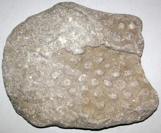 Photo: James St. John, CC BY 2.0 Stromatoporoid with mamelons, Northport area, Michigan