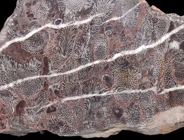 Photo: the paleobear from Lontananza, Loreto, Peru, CC BY 2.0 Branching tabulate coral (Thamnopora) in section, Oxford University Museum of Natural History (not a Michigan specimen)