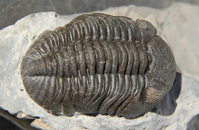 Photo: Dwergenpaartje, CC BY-SA 3.0 Phacops rana trilobite, Silica Shale near Sylvania, Ohio (not a Michigan specimen)