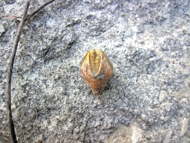 Pentremites blastoid, Kentucky (not a Michigan specimen)