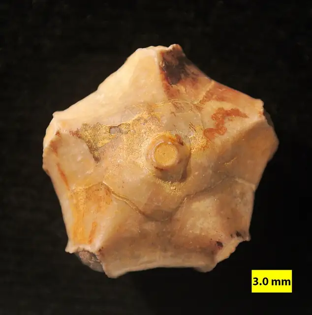 Pentremites blastoid, bottom view; the file gives Kentucky and Illinois (not a Michigan specimen)