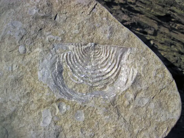 Leptaena brachiopod in limestone, Columbus, Ohio (not a Michigan specimen)