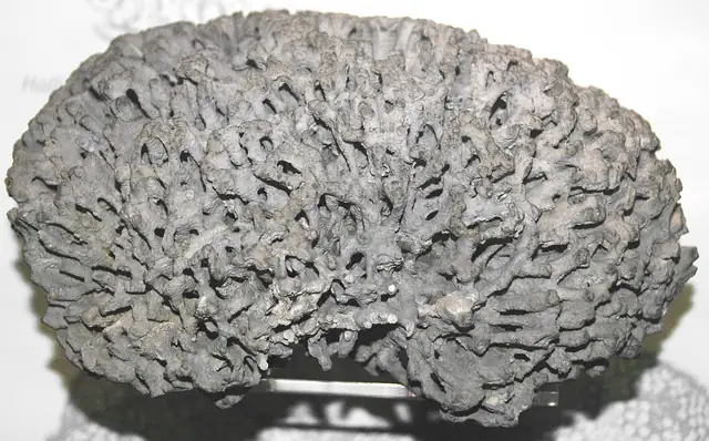 Branching bryozoan colony, Frankfort, Illinois (not a Michigan specimen)