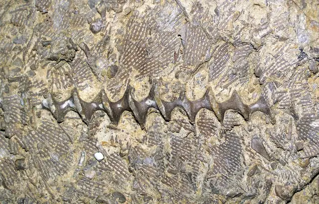 Archimedes, a screw-shaped bryozoan, in limestone (locality not given)