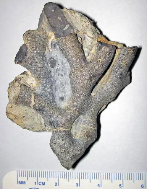 Bryozoan pieces in limestone, Warren County, Ohio (not a Michigan specimen)