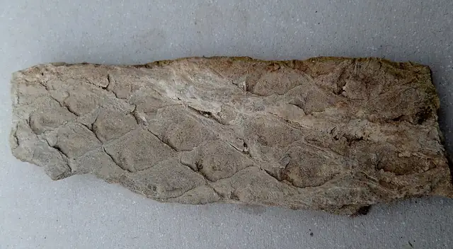 Lepidodendron bark scales, Stevenston Beach, Scotland (not a Michigan specimen)