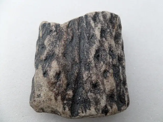 Stigmaria, a Lepidodendron root, Stevenston Beach, Scotland (not a Michigan specimen)