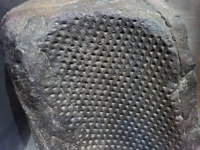 Lepidodendron trunk with its scaly bark pattern, Kentucky, museum display (not a Michigan specimen)