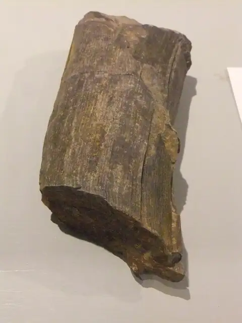Calamites stem, Wrexham Museum, Wales, museum display (not a Michigan specimen)