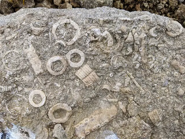 Crinoid stem pieces in limestone, Saaremaa, Estonia (not a Michigan specimen)