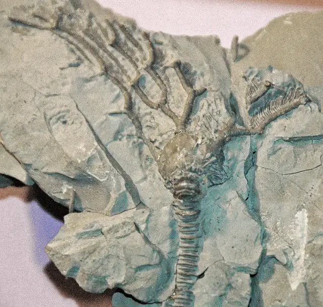 Complete crinoid crown, Arthroacantha, Silica Shale, Sylvania, Ohio, museum display (not a Michigan specimen)
