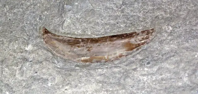 Arthrodire lower tooth plate, Silica Formation, Paulding, Ohio, museum display (not a Michigan specimen)