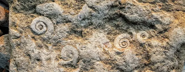 Beach-found fossil snails, Ontika beach, Estonia (not a Michigan specimen)
