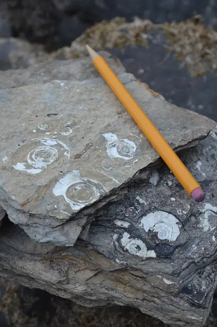 Fossil snails with a pencil for scale, from a Glacier National Park photo set (not a Michigan specimen)