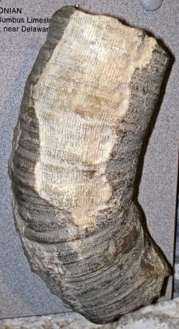 Horn coral Siphonophrentis gigantea, White Sulphur, Ohio, museum display (not a Michigan specimen)
