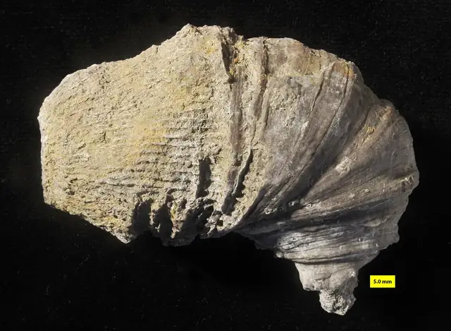 Horn coral Heliophyllum halli, Bethany Center, New York (not a Michigan specimen)