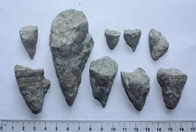 Weathered-out horn corals, Richmond, Indiana (not a Michigan specimen)