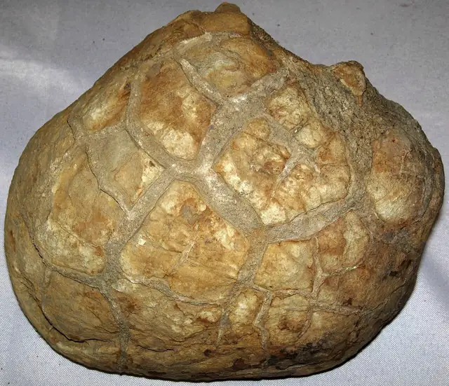 Septarian concretion, Ohio Shale, Columbus, Ohio (not a Michigan specimen)