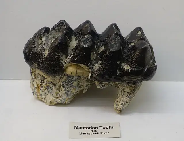 Mastodon tooth, Mattapoisett River, Massachusetts, museum display (not a Michigan specimen)