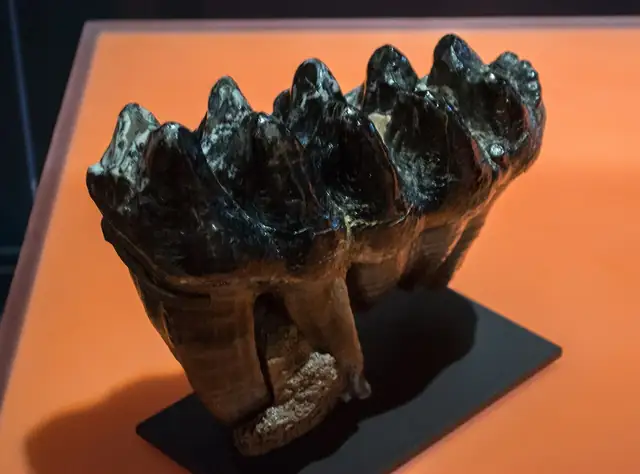 Mastodon molar, Cleveland, Ohio, museum display (not a Michigan specimen)