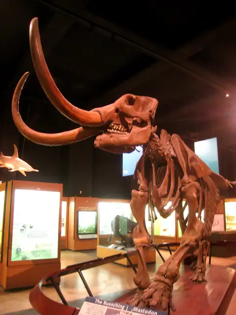 The Buesching mastodon skeleton, found in Indiana, museum display at the University of Michigan (not a Michigan specimen)