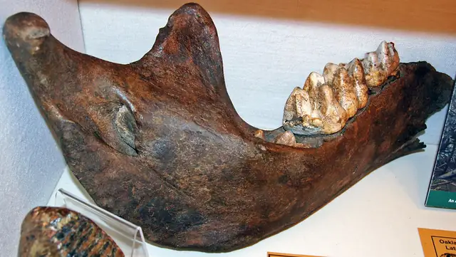Mastodon lower jaw, Shelton Mastodon site, Oakland County, museum display
