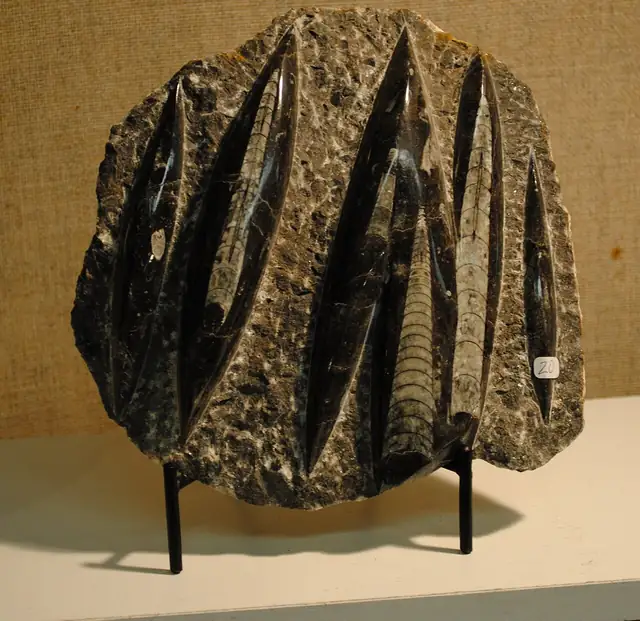 Polished straight-shelled nautiloids (orthocones) (locality not given)