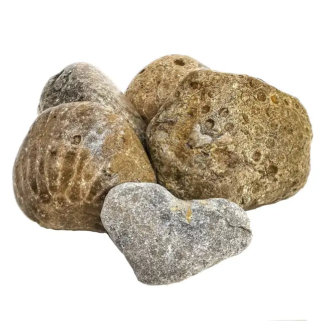 Rough, unpolished Petoskey stones from Michigan