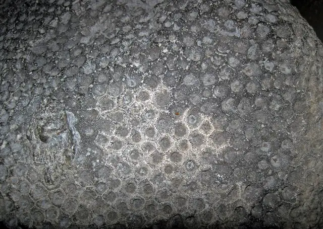 Hexagonaria coral, Lake Michigan shoreline near Bay View, museum display
