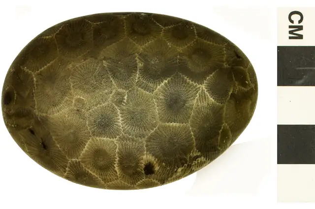Polished Petoskey stone, Leelanau County, Smithsonian specimen