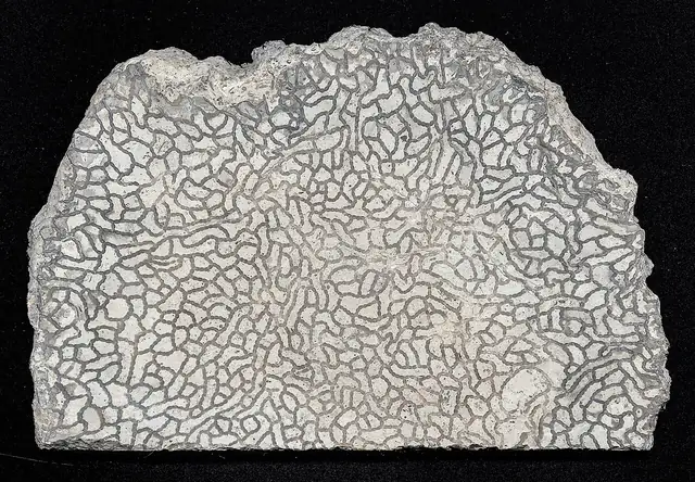 Polished Halysites chain coral, Gotland, Sweden (not a Michigan specimen)