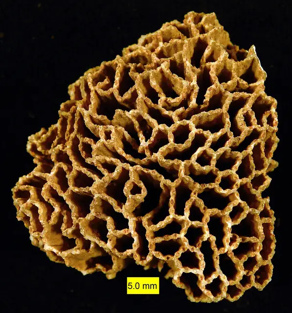 Halysites chain coral close-up (locality not given)