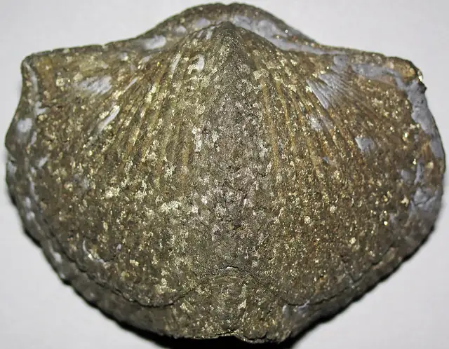 Pyritized brachiopod Paraspirifer, Silica Formation, Ohio (not a Michigan specimen)