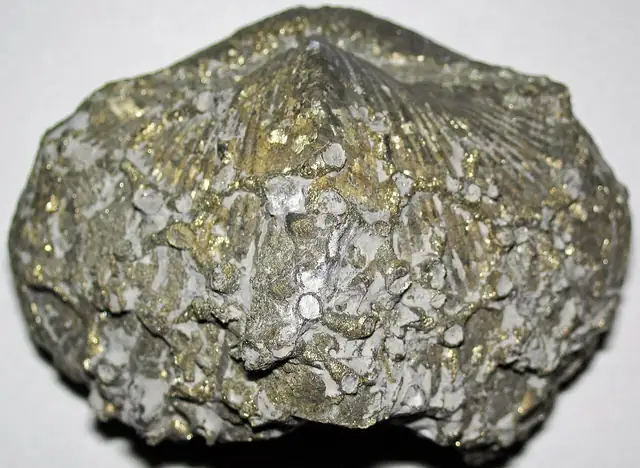 Pyritized corals on a Paraspirifer brachiopod, Silica Formation, Ohio (not a Michigan specimen)