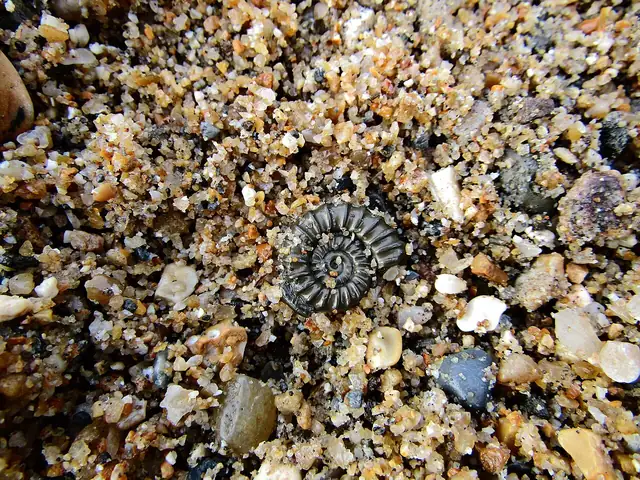 Pyritized ammonite, Charmouth Beach, England (not a Michigan specimen)