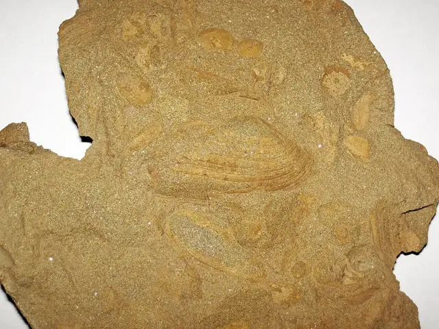 Sandstone with fossil bivalves, Marshall Sandstone, near Jackson